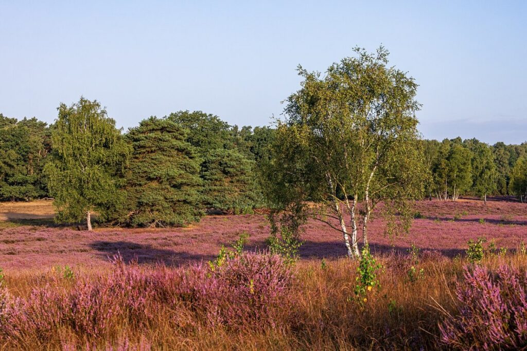 Besenheide (Calluna vulgaris) — Pflanzenfoto