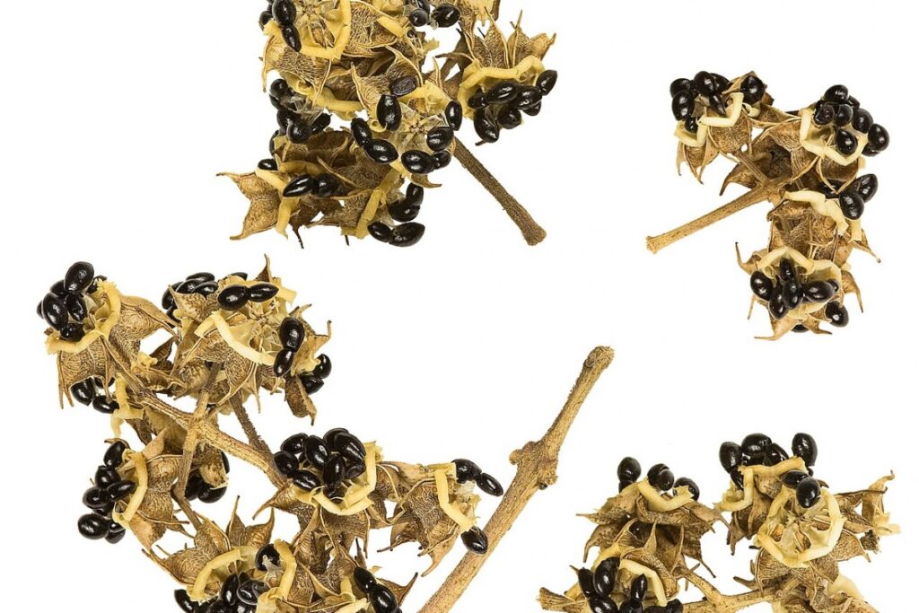 Bienenbaum (Tetradium daniellii) — Pflanzenfoto