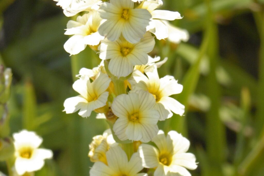 Binsenlilie (Sisyrinchium striatum) — Pflanzenfoto