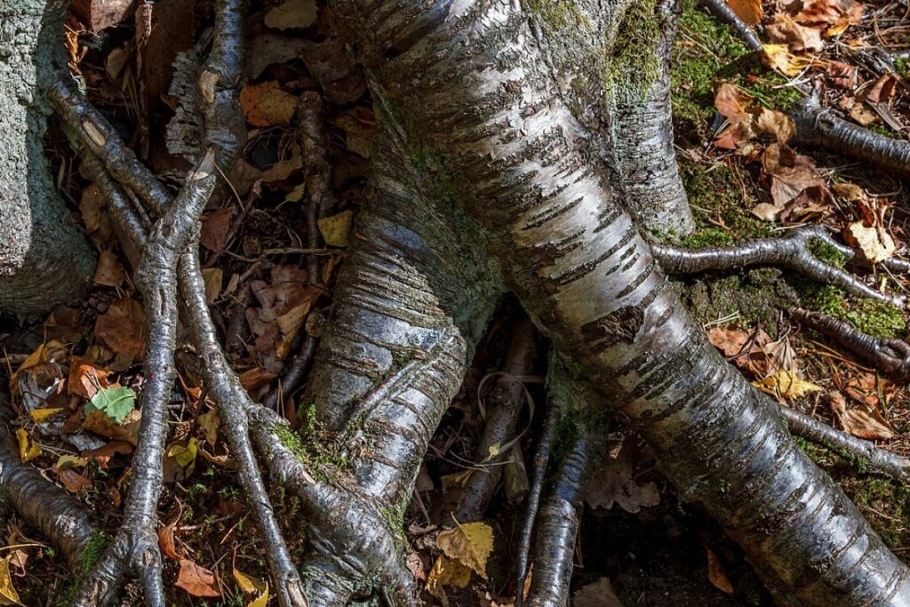 Birke (Betula pendula) — Pflanzenfoto