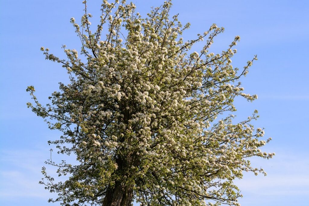 Birnbaum (Pyrus communis) — Pflanzenfoto