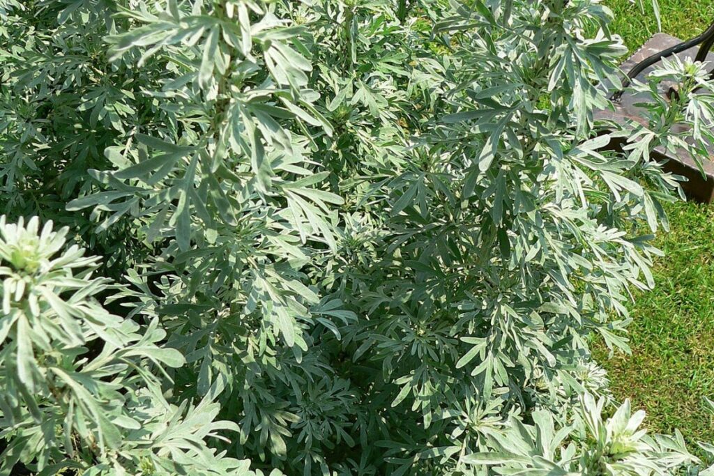 Bitterkraut (Artemisia absinthium) — Pflanzenfoto
