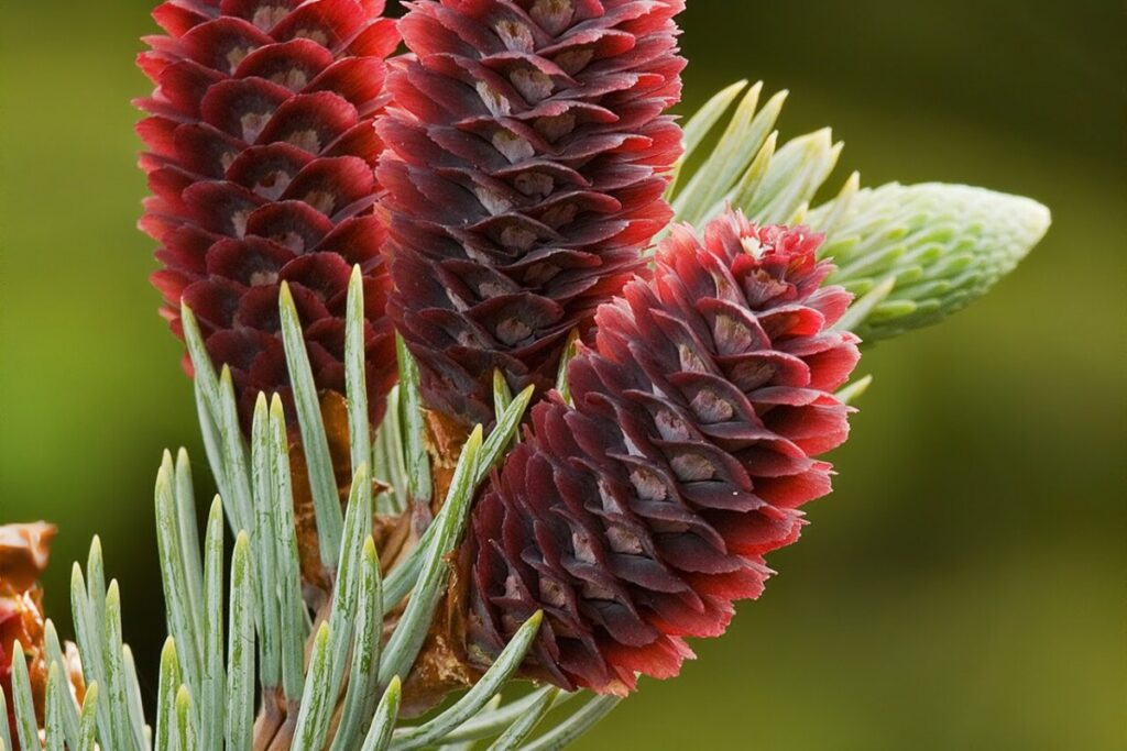 Blaufichte (Picea pungens) — Pflanzenfoto