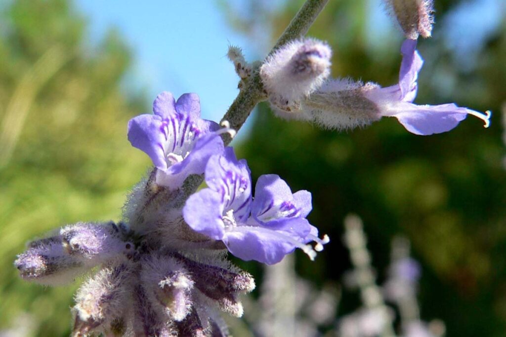 Blauraute (Perovskia atriplicifolia) — Pflanzenfoto
