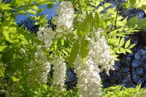 Blauregen (Wisteria)