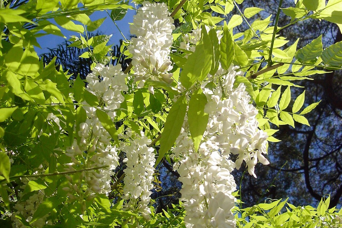 Blauregen (Wisteria) (Wisteria sinensis) — Pflanzenfoto