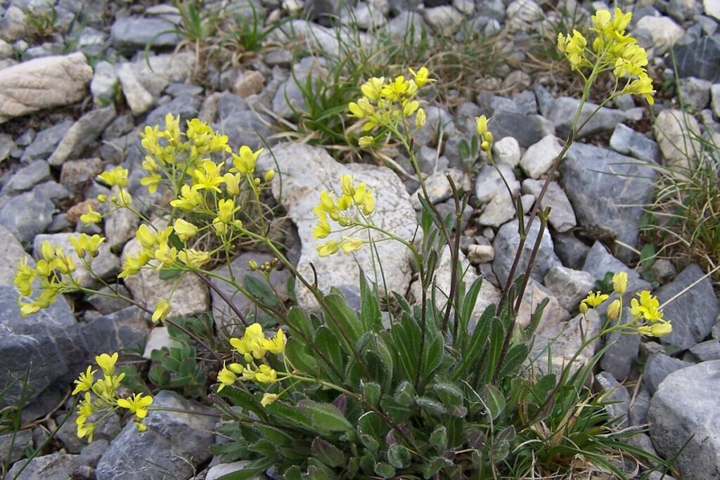 Blauschote (Biscutella laevigata) — Pflanzenfoto