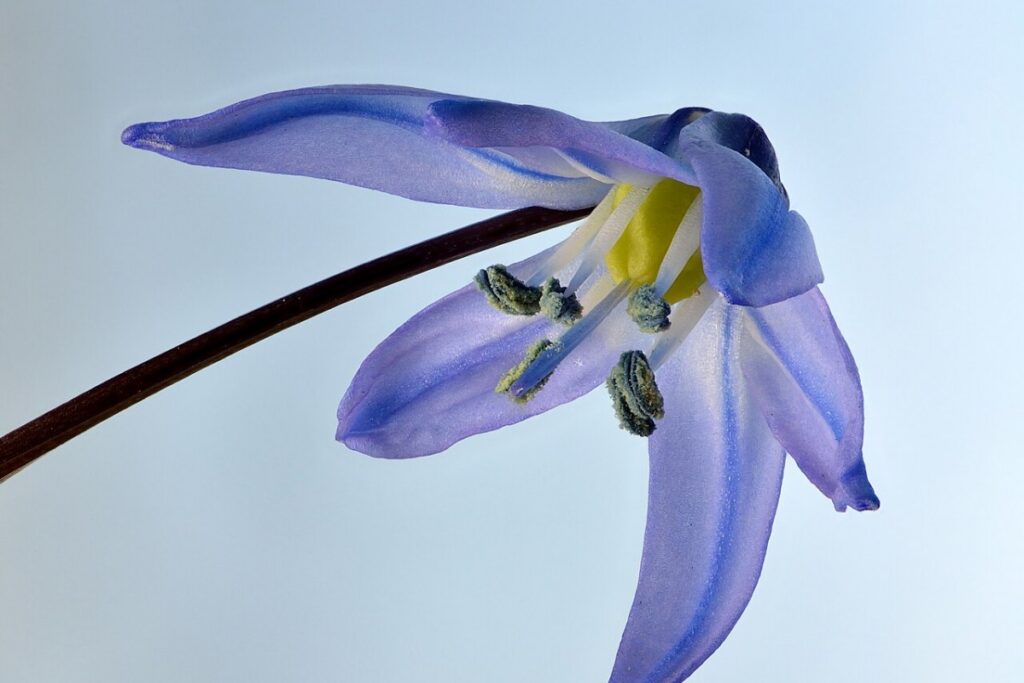 Blaustern (Scilla) (Scilla siberica) — Pflanzenfoto