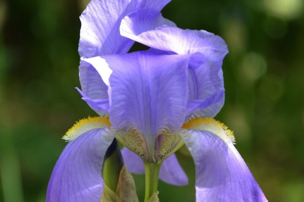 Bleich-Schwertlilie (Iris pallida) — Pflanzenfoto