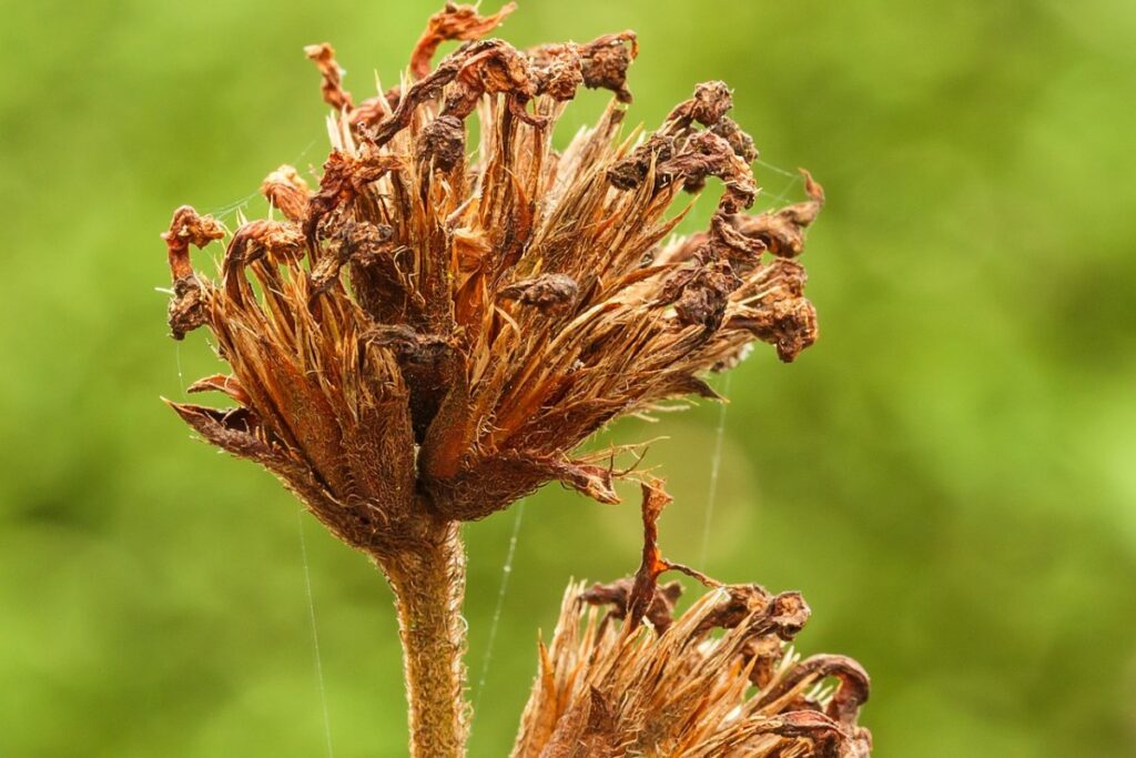 Bleiwurz (Plumbago auriculata) — Pflanzenfoto