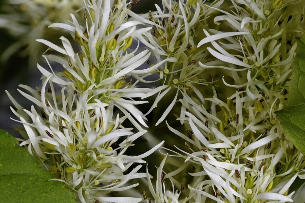 Blumenesche (Fraxinus ornus) — Pflanzenfoto