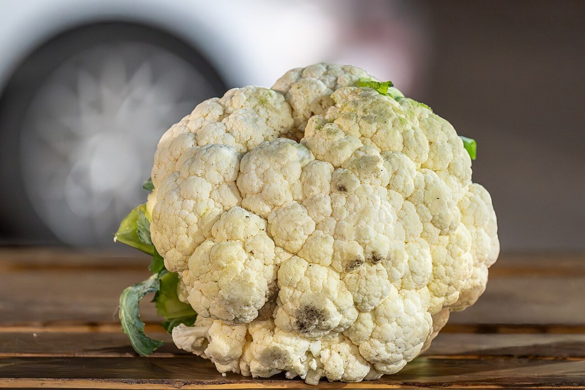 Blumenkohl (Brassica oleracea var. botrytis) — Pflanzenfoto