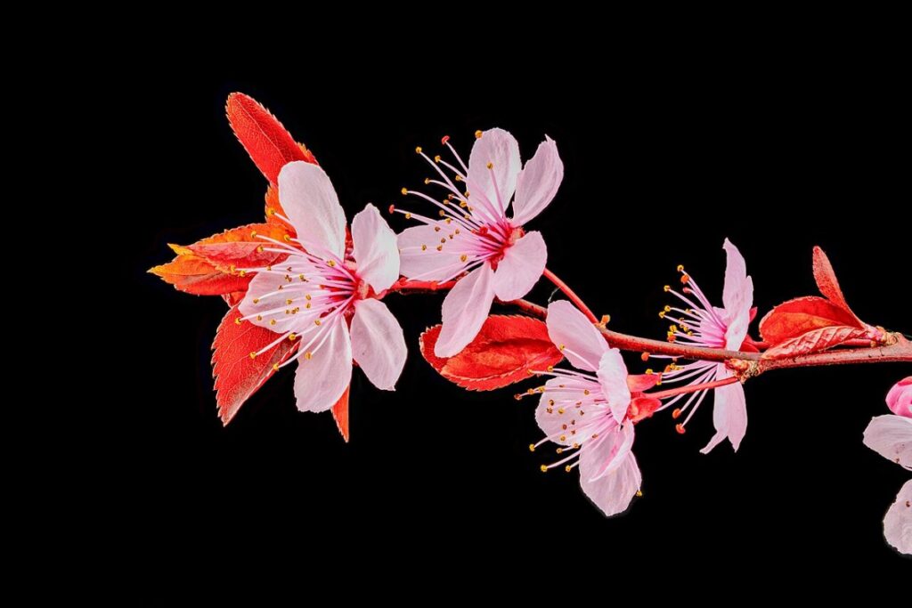 Blutpflaume (Prunus cerasifera 'Nigra') — Pflanzenfoto