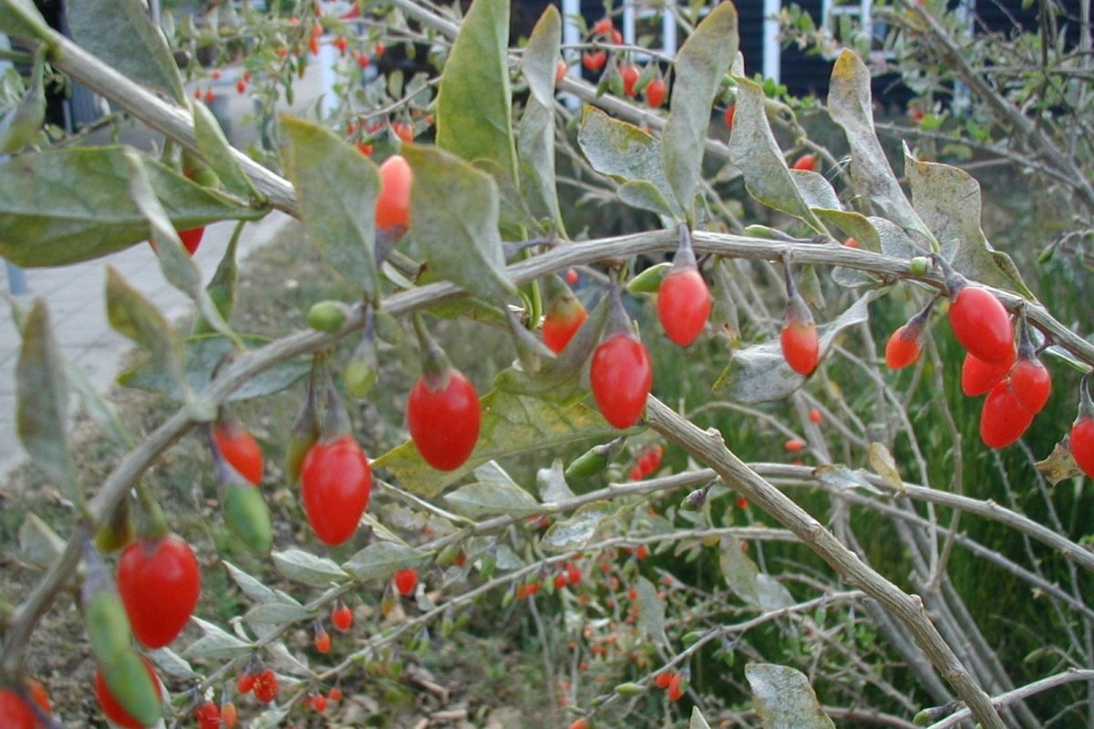 Bocksdorn (Lycium barbarum) — Pflanzenfoto