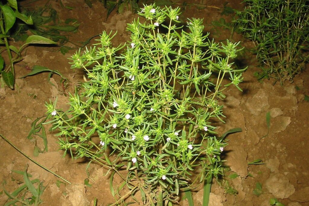 Bohnenkraut (Satureja hortensis) — Pflanzenfoto