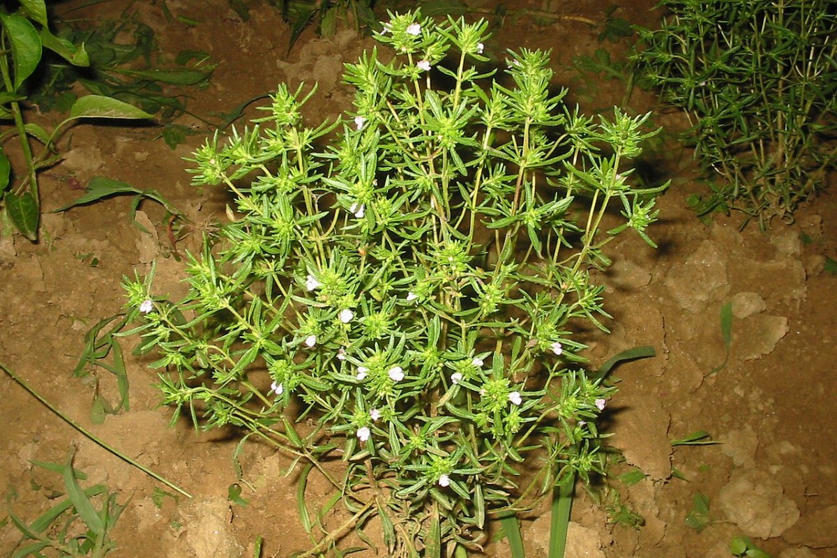 Bohnenkraut (Satureja hortensis) — Pflanzenfoto