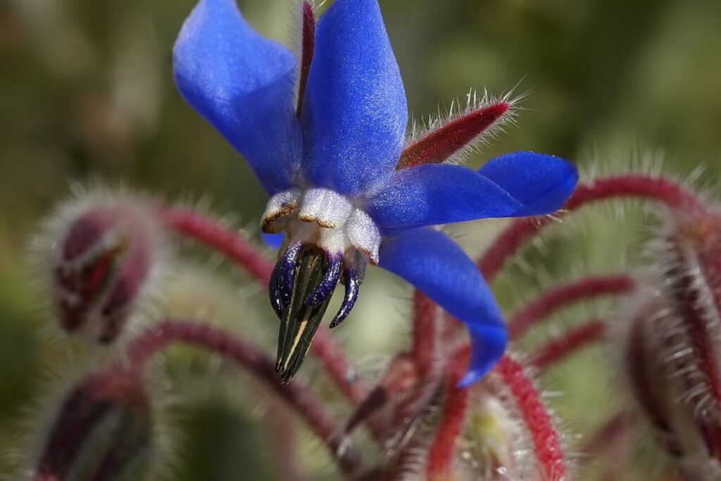 Borretsch (Borago officinalis) — Pflanzenfoto