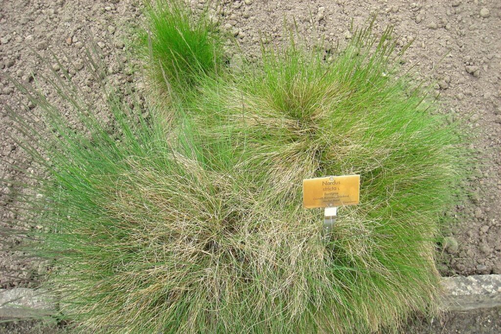 Borstgras (Nardus stricta) — Pflanzenfoto