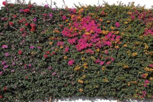Bougainvillea (Kübel)
