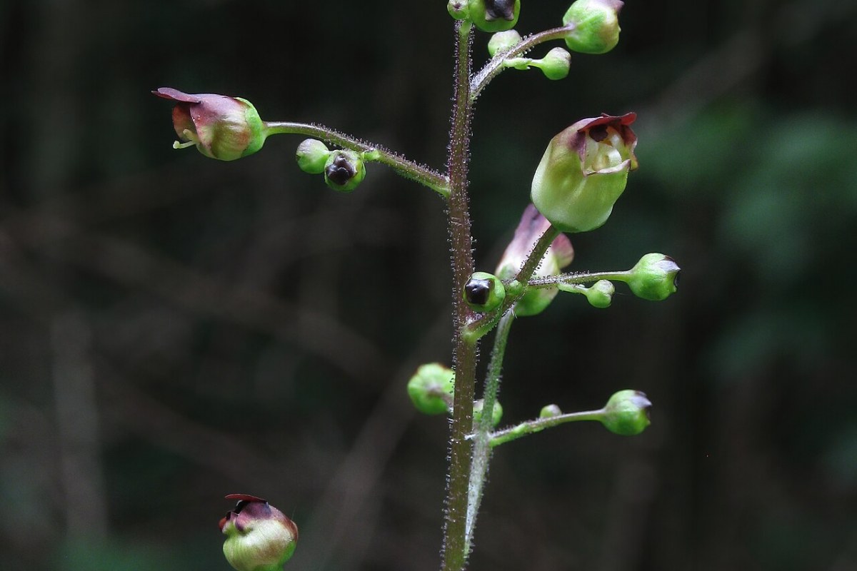 Braunwurz (Scrophularia nodosa) — Pflanzenfoto