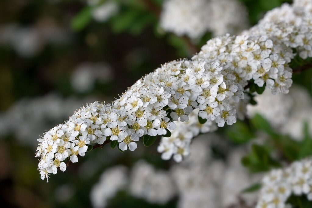 Brautspiere (Spiraea arguta) — Pflanzenfoto