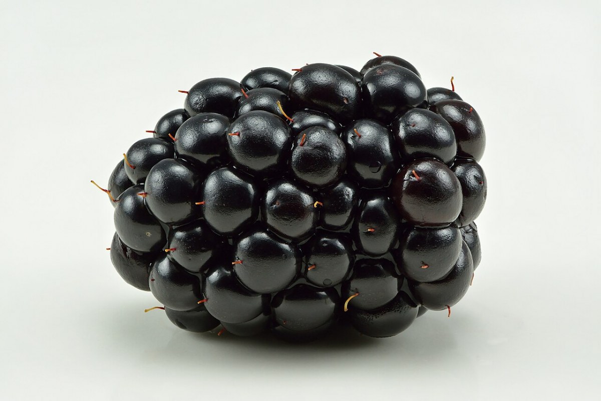 Brombeere (Rubus fruticosus) — Pflanzenfoto
