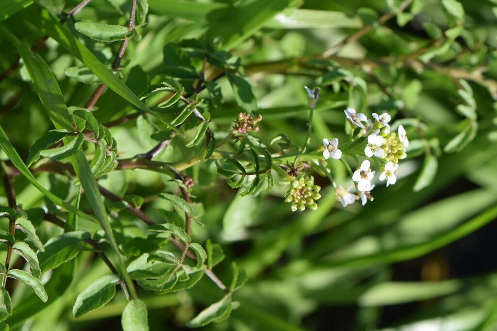 Brunnenkresse (Nasturtium officinale) — Pflanzenfoto