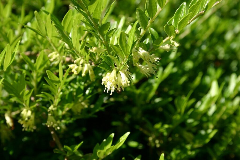 Buchsblättrige Heckenkirsche (Lonicera pileata) — Pflanzenfoto