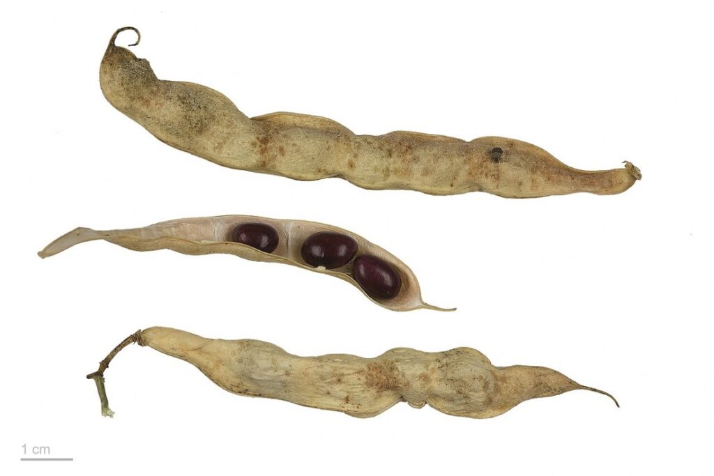 Buschbohne (Phaseolus vulgaris) — Pflanzenfoto