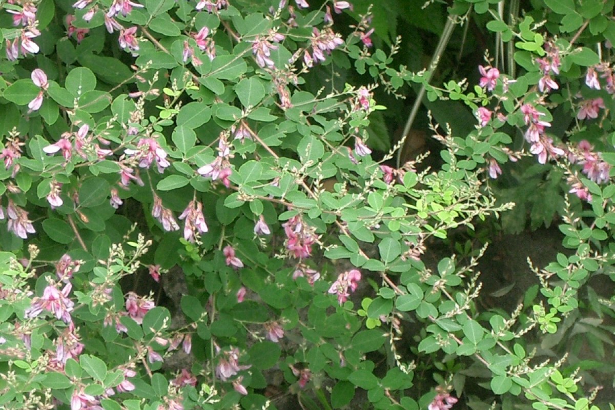 Buschklee (Lespedeza bicolor) — Pflanzenfoto
