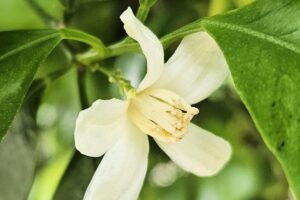 Calamondin