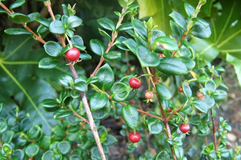 Chilenische Guave (Ugni molinae) — Pflanzenfoto