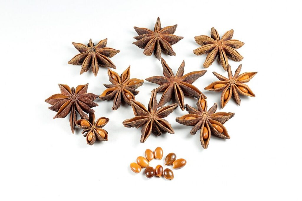 Chinesischer Gewürzstrauch (Illicium verum) — Pflanzenfoto