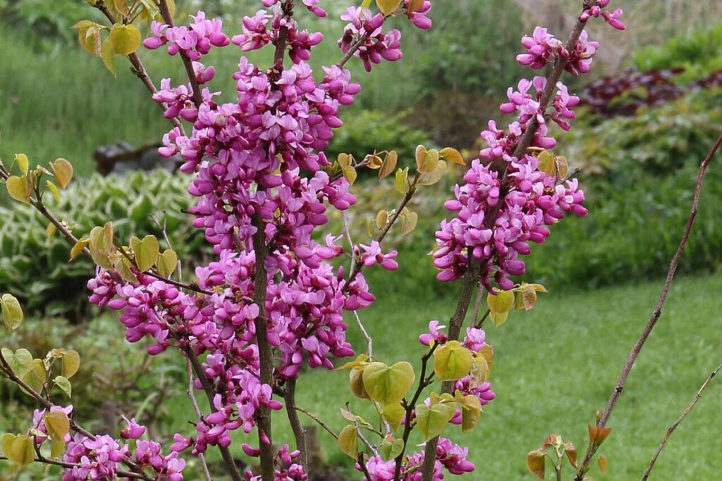 Chinesischer Judasbaum (Cercis chinensis) — Pflanzenfoto