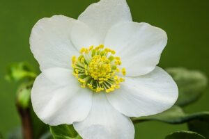 Christrose (Schneerose)
