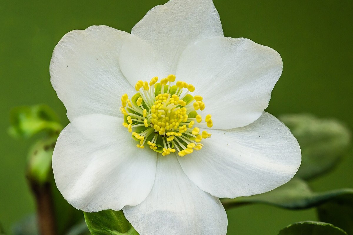 Christrose (Schneerose) (Helleborus niger) — Pflanzenfoto