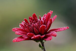 Chrysantheme