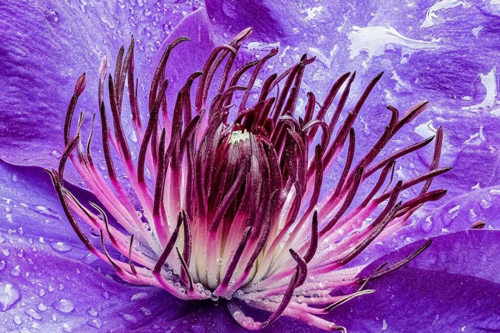 Clematis (Waldrebe) (Clematis) — Pflanzenfoto