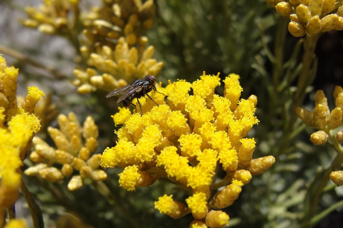 Currykraut (Helichrysum italicum) — Pflanzenfoto