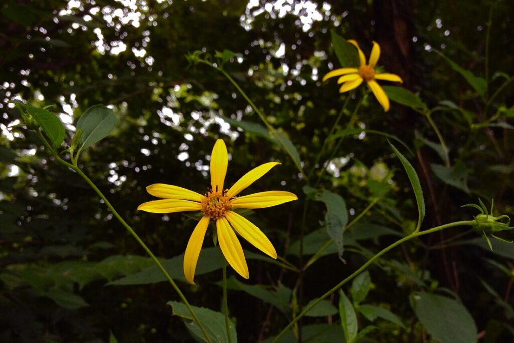 Dahlienblättrige Sonnenblume (Helianthus decapetalus) — Pflanzenfoto