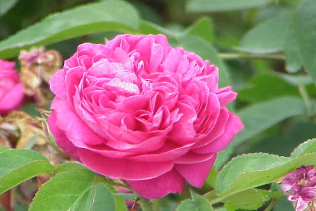 Damaszener Rose (Rosa damascena) — Pflanzenfoto