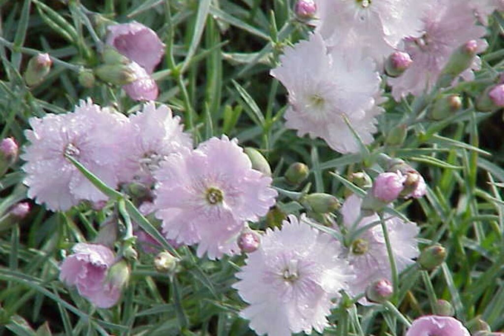 Dauerblühende Nelke (Dianthus gratianopolitanus) — Pflanzenfoto