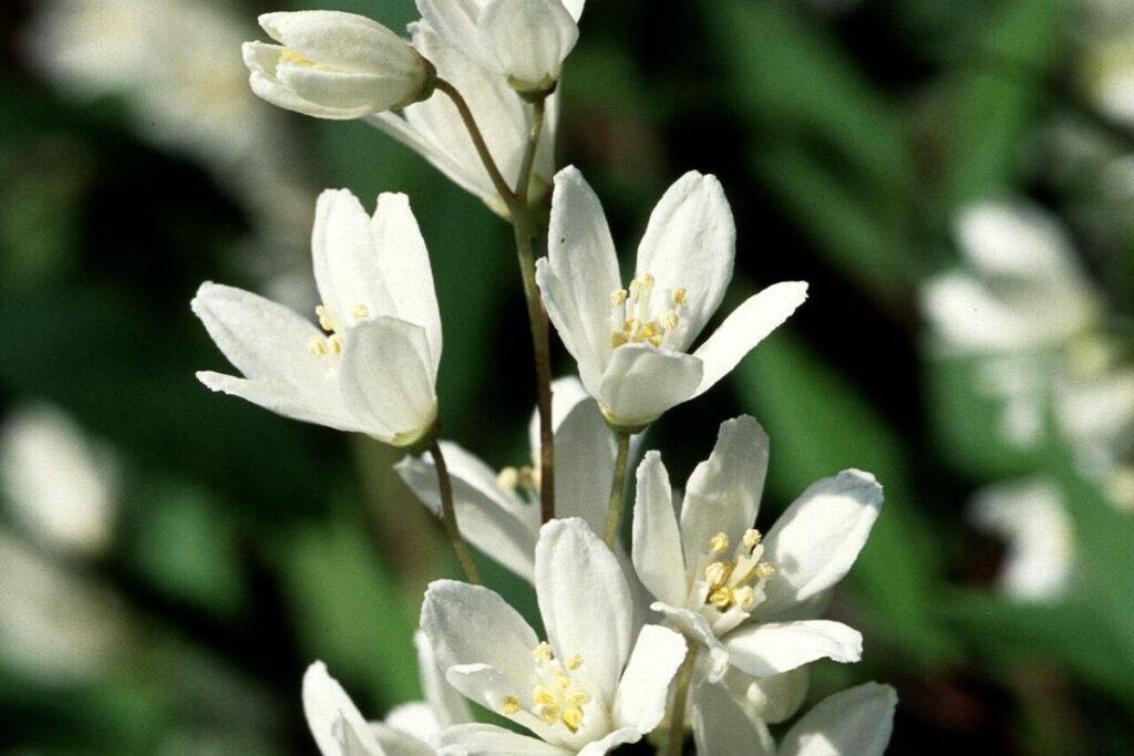 Deutzie (Deutzia) — Pflanzenfoto