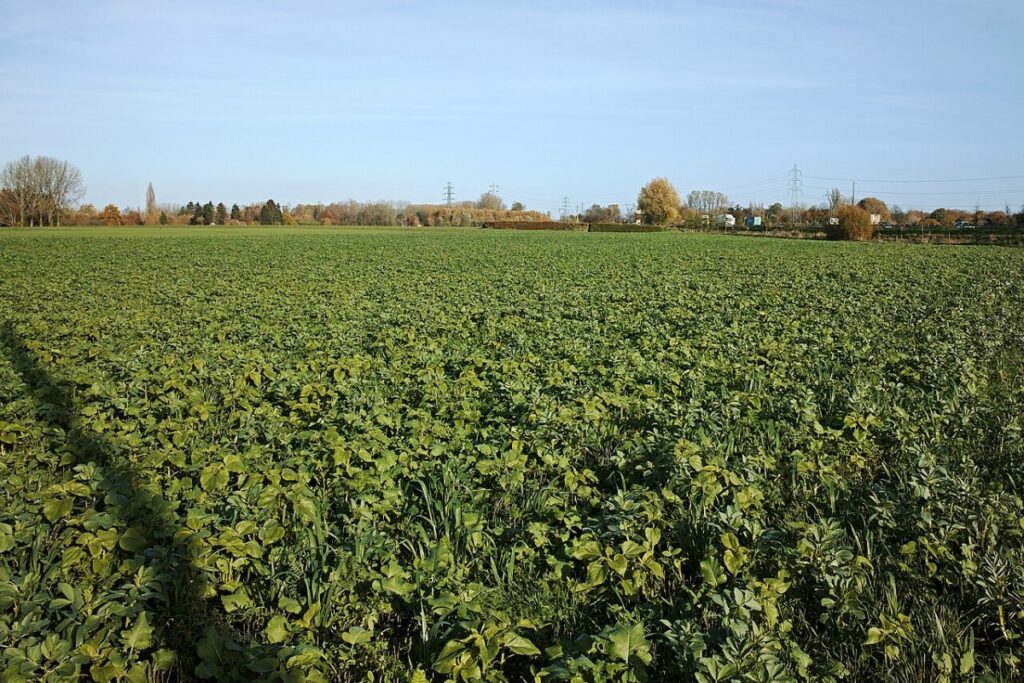 Dicke Bohne (Vicia faba) — Pflanzenfoto