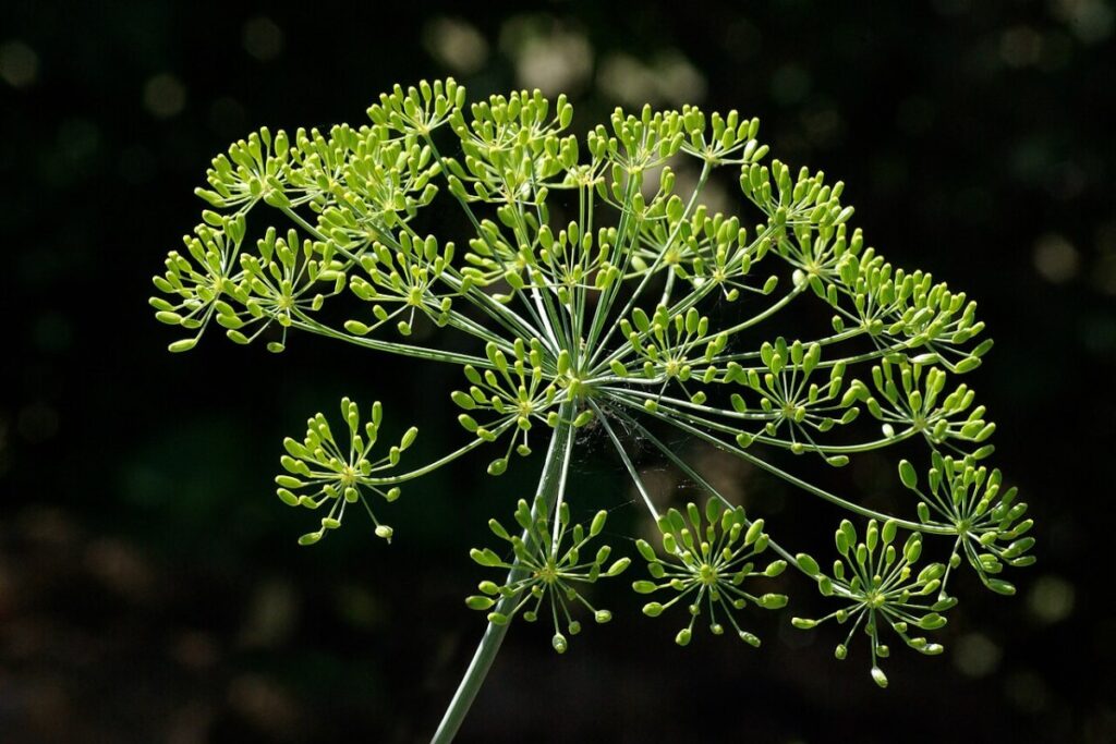 Dill (Anethum graveolens) — Pflanzenfoto