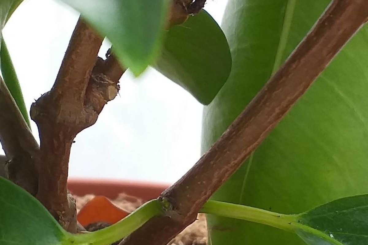 Dipladenia (Mandevilla) (Mandevilla sanderi) — Pflanzenfoto