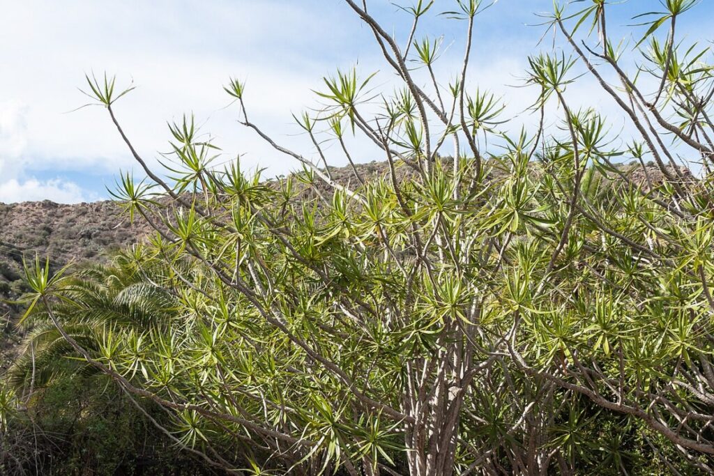 Drachenbaum (Dracaena marginata) — Pflanzenfoto