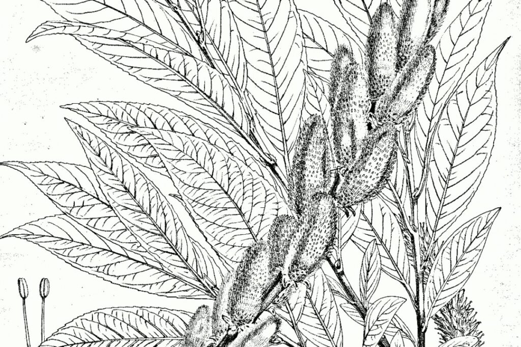Drachenweide (Salix daphnoides) — Pflanzenfoto