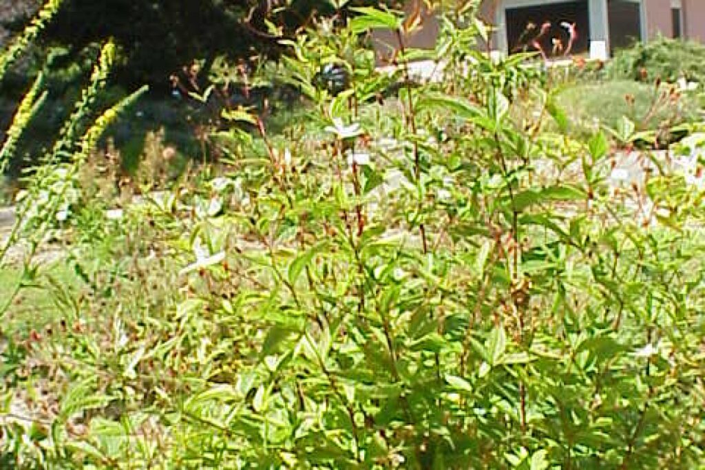Dreiblattspiere (Gillenia trifoliata) — Pflanzenfoto