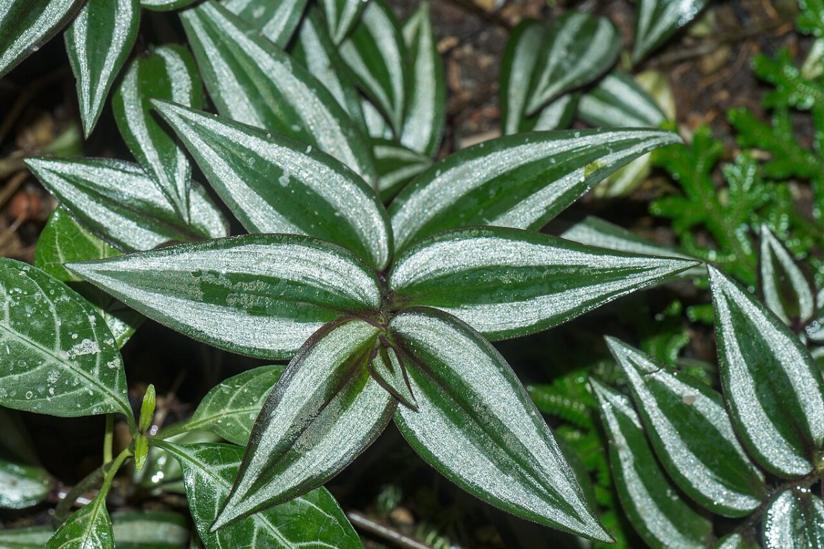 Dreimasterblume (Tradescantia zebrina) — Pflanzenfoto